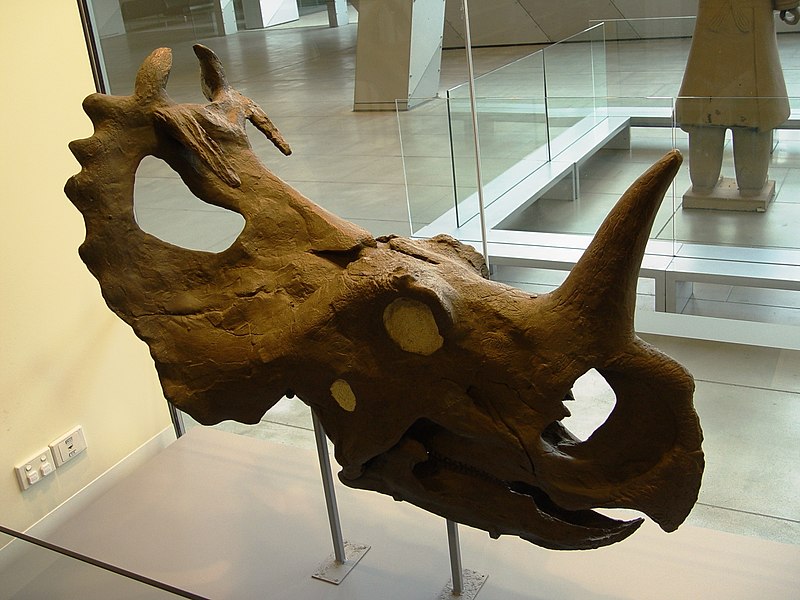 Datoteka:Centrosaurus.JPG