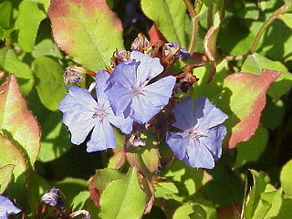 <i>Ceratostigma</i> Genus of flowering plants