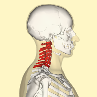 <span class="mw-page-title-main">Cervical vertebrae</span> Vertebrae of the neck