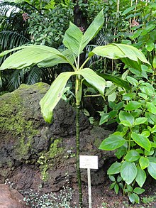 Chamaedorea ernesti-augusti - Palmengarten Frankfurt - DSC01861.JPG