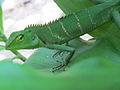 Chameleon-in-green-color-adaptation 01.JPG