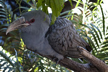 Channel-billed cuckoo