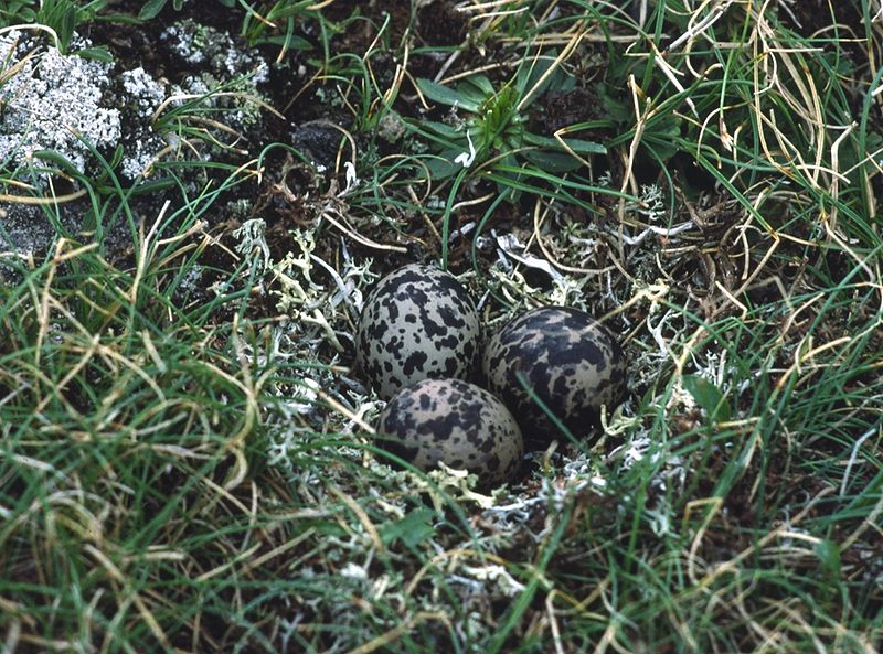 File:Charadrius morinellus clutch.jpg