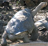 Chelonoidis abingdoni Lonesome George CDRS.jpg