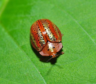 <i>Chelymorpha alternans</i> Species of beetles
