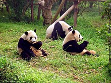 Giant pandas eating bamboo in Chengdu, Sichuan Chengdu-pandas-d10.jpg