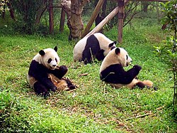 Tarhattuja isopandoja tutkimuskeskuksessa lähellä Chengdun kaupunkia Sichuanissa.