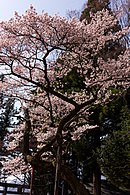 Atago Inari-jinjan kirsikankukkia
