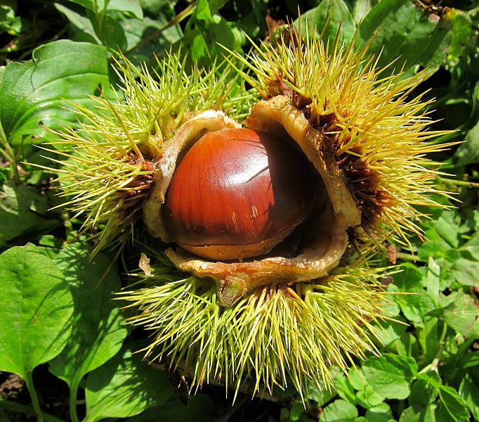 File:Chestnut, ready to fall... (6537427335).jpg