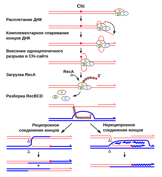 File:Chi Recombination Model for Wikipedia-ru.svg