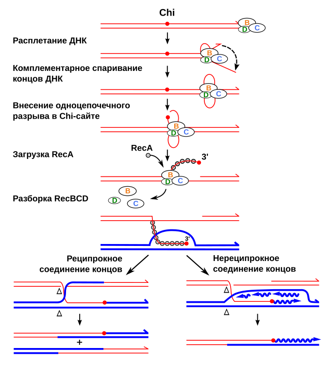 Расплетание цепей днк. Рекомбинация ДНК схема. Гомологичная рекомбинация ДНК схема. Рекомбинация у эукариот. Гомологичная рекомбинация у бактерий рисунок.