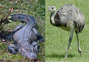Chinese alligator and rhea.jpg