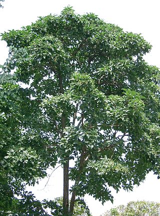 <i>Chionanthus retusus</i> Species of tree