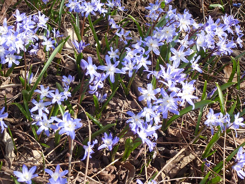 File:Chionodoxa luciliae var. tmolusi in Jardin des Plantes 02.jpg