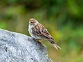 Image 90Chipping sparrow on a grave in Green-Wood Cemetery