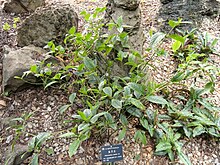 Chloranthus elatior - Kunming Botanical Garden - DSC03005.JPG