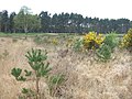 Thumbnail for Thames Basin Heaths