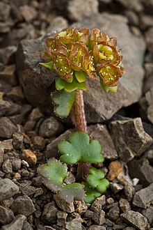 Chrysosplenium wrightii (7833503660) .jpg