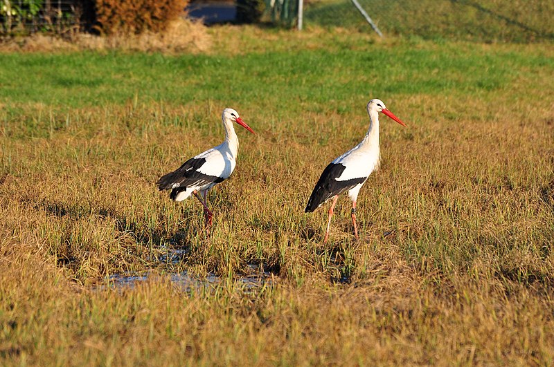 File:Ciconia ciconia - Rapperswil Südquartier 2012-01-16 15-34-08.JPG