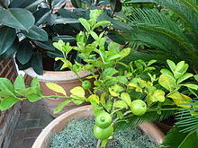 'Millsweet' cultivar of limetta in growth. Citrus limetta 'Millsweet' - Sweet lemon.jpg