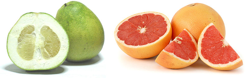 File:Citrus maxima et citrus paradisi.jpg