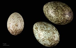 яйцо Clamator glandarius + Corvus cornix — Тулузский музеум