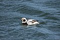 * Nomination Clangula Hyemalis (Long Tailed Duck) --Fabian Roudra Baroi 04:46, 27 February 2023 (UTC) * Promotion  Support Good quality -- Johann Jaritz 04:57, 27 February 2023 (UTC)