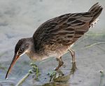 маленькая птичка с длинный оранжевый клюв стоит в воде 