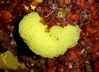 <i>Clathrina</i> genus of sponges