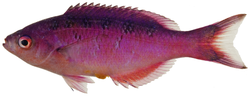 Thumbnail for Creole wrasse