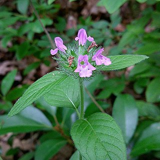 <i>Clinopodium vulgare</i> species of plant