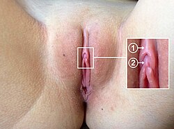 Clitoris glans - detailed.jpg