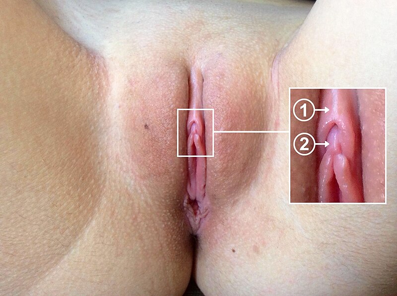 Vulvar Anatomi; Klitoris