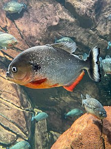 Primo piano di un piranha al Georgia Aquarium