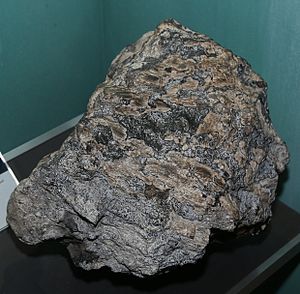 Coal ball from southern illinois.JPG