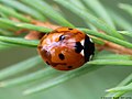 Coccinella septempunctata Linnaeus, 1758