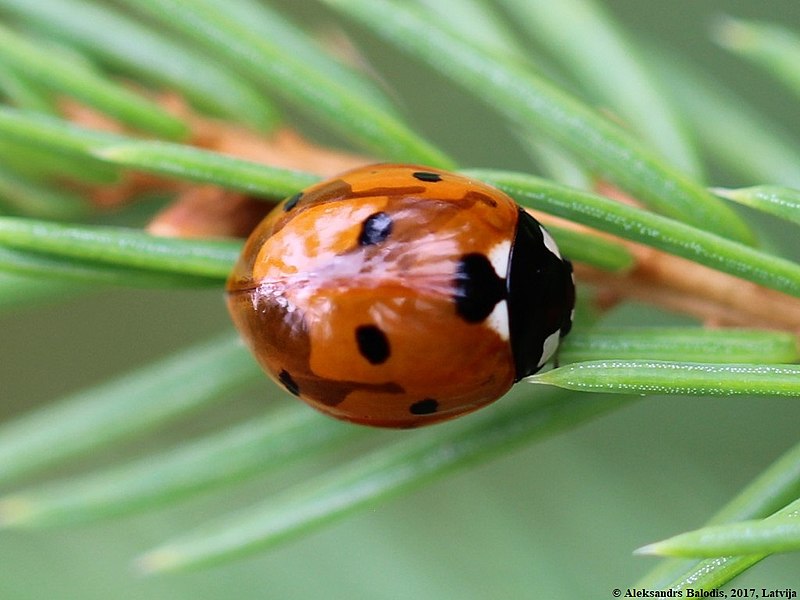 File:Coccinella septempunctata 05.JPG