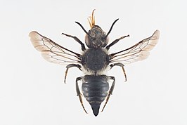 Coelioxys lanceolata