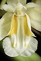 Coelogyne longibulbosa Labellum