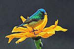 Thumbnail for Collared sunbird