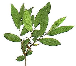 <i>Combretum edwardsii</i> Species of flowering plant