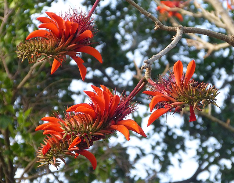 File:Common Coral Tree Flowers, Erythrina lysistemon, Fabaceae - Flickr - gailhampshire.jpg