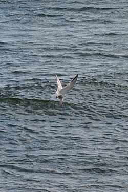 Common Tern (Sterna hirundo)