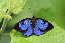 Жалпы жарқыл (Hypophytala hyettoides) .jpg