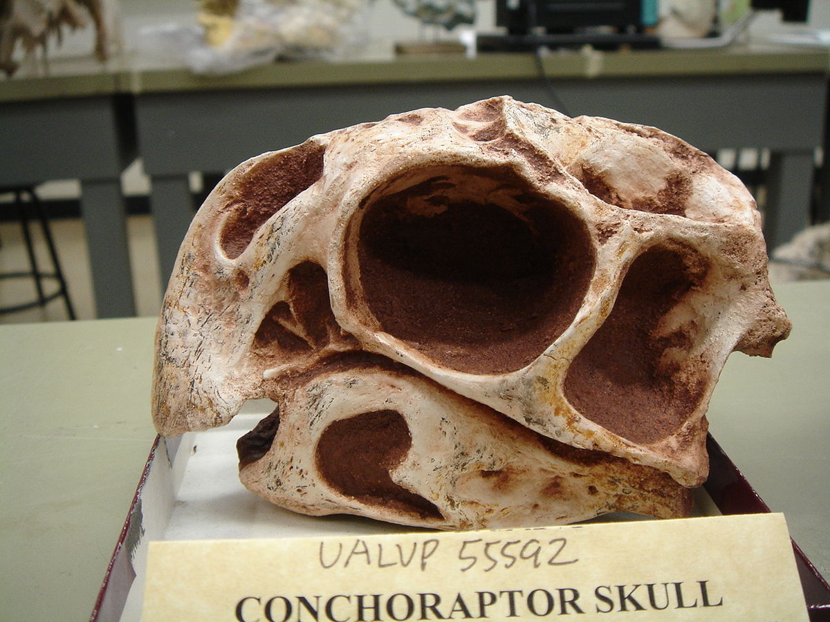 ConchoraptorSkull.JPG