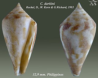 <i>Conus darkini</i> species of mollusc