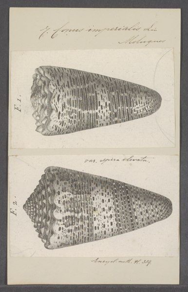 File:Conus imperialis - - Print - Iconographia Zoologica - Special Collections University of Amsterdam - UBAINV0274 086 01 0017.tif