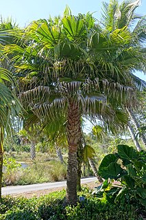 <i>Copernicia berteroana</i> Species of palm