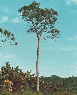 Cordia trichotoma.jpg