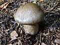 Cortinarius infractus